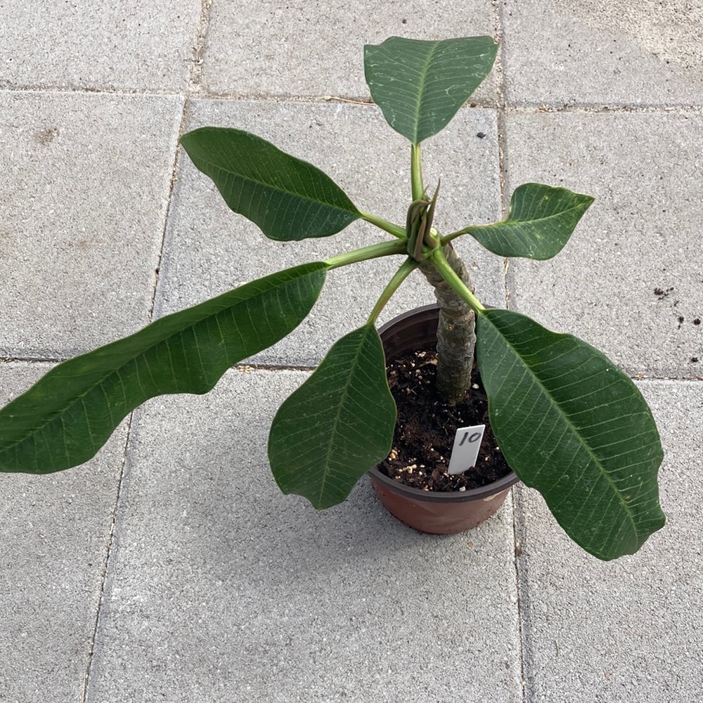 15 inches tall plumeria cutting plant, light pink
